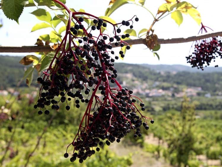 sabugueiro
